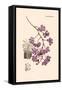 Orchid: Vanda Coerulescens-William Forsell Kirby-Framed Stretched Canvas