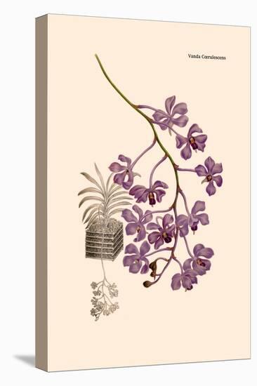 Orchid: Vanda Coerulescens-William Forsell Kirby-Stretched Canvas
