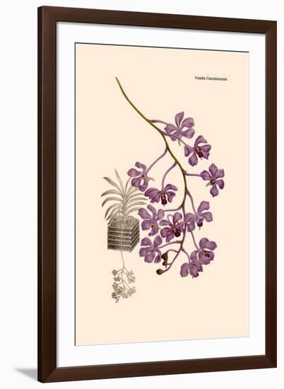 Orchid: Vanda Coerulescens-William Forsell Kirby-Framed Art Print