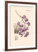 Orchid: Vanda Coerulescens-William Forsell Kirby-Framed Art Print