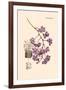 Orchid: Vanda Coerulescens-William Forsell Kirby-Framed Art Print