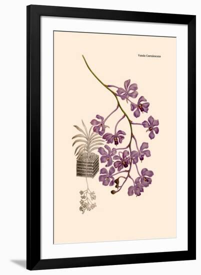 Orchid: Vanda Coerulescens-William Forsell Kirby-Framed Art Print