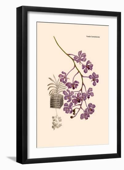 Orchid: Vanda Coerulescens-William Forsell Kirby-Framed Art Print