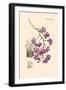 Orchid: Vanda Coerulescens-William Forsell Kirby-Framed Art Print