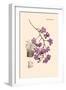 Orchid: Vanda Coerulescens-William Forsell Kirby-Framed Art Print