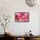 Orchid Vanda - Pink Flowers-seagames50-Framed Stretched Canvas displayed on a wall