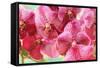 Orchid Vanda - Pink Flowers-seagames50-Framed Stretched Canvas