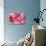 Orchid Vanda - Pink Flowers-seagames50-Stretched Canvas displayed on a wall
