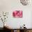 Orchid Vanda - Pink Flowers-seagames50-Stretched Canvas displayed on a wall