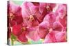Orchid Vanda - Pink Flowers-seagames50-Stretched Canvas