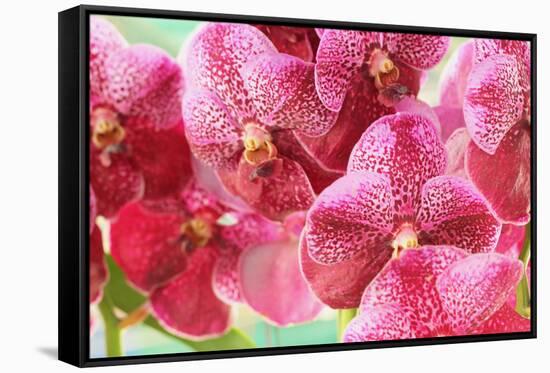 Orchid Vanda - Pink Flowers-seagames50-Framed Stretched Canvas