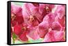 Orchid Vanda - Pink Flowers-seagames50-Framed Stretched Canvas
