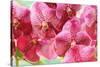 Orchid Vanda - Pink Flowers-seagames50-Stretched Canvas