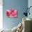 Orchid Vanda - Pink Flowers-seagames50-Photographic Print displayed on a wall