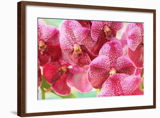 Orchid Vanda - Pink Flowers-seagames50-Framed Photographic Print