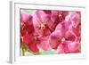 Orchid Vanda - Pink Flowers-seagames50-Framed Photographic Print