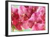 Orchid Vanda - Pink Flowers-seagames50-Framed Photographic Print