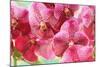 Orchid Vanda - Pink Flowers-seagames50-Mounted Photographic Print