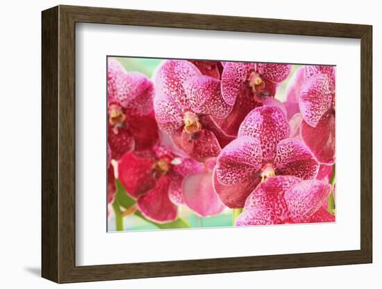 Orchid Vanda - Pink Flowers-seagames50-Framed Photographic Print