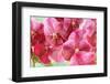 Orchid Vanda - Pink Flowers-seagames50-Framed Photographic Print