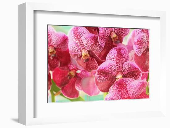 Orchid Vanda - Pink Flowers-seagames50-Framed Photographic Print