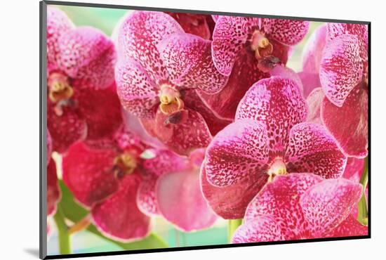 Orchid Vanda - Pink Flowers-seagames50-Mounted Photographic Print