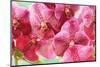 Orchid Vanda - Pink Flowers-seagames50-Mounted Photographic Print