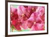 Orchid Vanda - Pink Flowers-seagames50-Framed Photographic Print