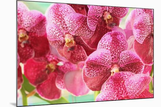 Orchid Vanda - Pink Flowers-seagames50-Mounted Photographic Print