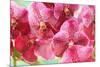 Orchid Vanda - Pink Flowers-seagames50-Mounted Photographic Print