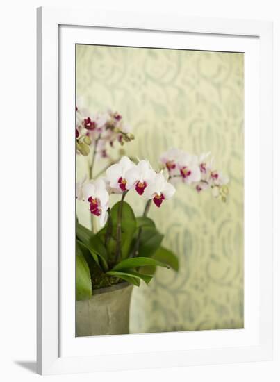 Orchid Vase-Karyn Millet-Framed Photographic Print