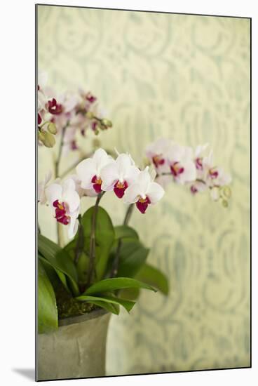 Orchid Vase-Karyn Millet-Mounted Photographic Print