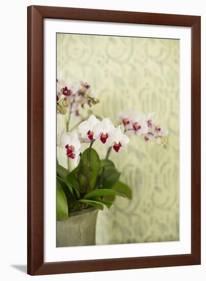 Orchid Vase-Karyn Millet-Framed Photographic Print