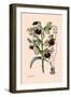 Orchid: Warrea Tricolor-null-Framed Art Print