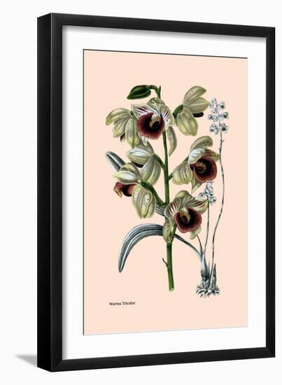 Orchid: Warrea Tricolor-null-Framed Art Print