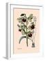 Orchid: Warrea Tricolor-null-Framed Art Print