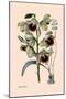 Orchid: Warrea Tricolor-null-Mounted Art Print