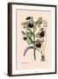 Orchid: Warrea Tricolor-null-Framed Art Print