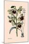 Orchid: Warrea Tricolor-null-Mounted Art Print