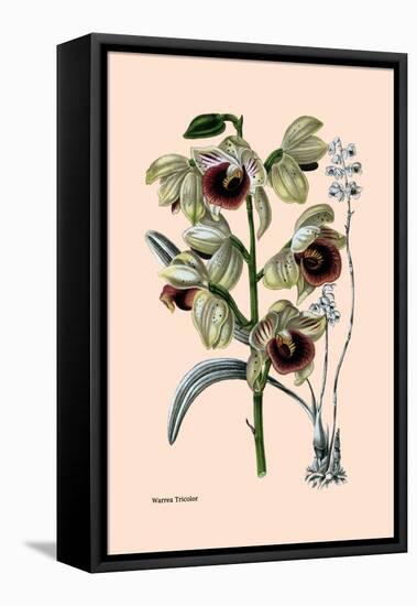 Orchid: Warrea Tricolor-null-Framed Stretched Canvas