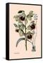 Orchid: Warrea Tricolor-null-Framed Stretched Canvas