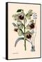 Orchid: Warrea Tricolor-null-Framed Stretched Canvas