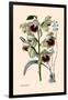 Orchid: Warrea Tricolor-null-Framed Art Print