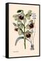 Orchid: Warrea Tricolor-null-Framed Stretched Canvas