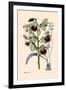 Orchid: Warrea Tricolor-null-Framed Art Print