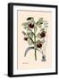 Orchid: Warrea Tricolor-null-Framed Art Print