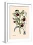 Orchid: Warrea Tricolor-null-Framed Art Print