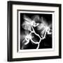 Orchid White on Black-Albert Koetsier-Framed Art Print
