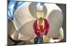 Orchid White-Charles Bowman-Mounted Photographic Print