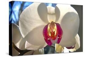 Orchid White-Charles Bowman-Stretched Canvas